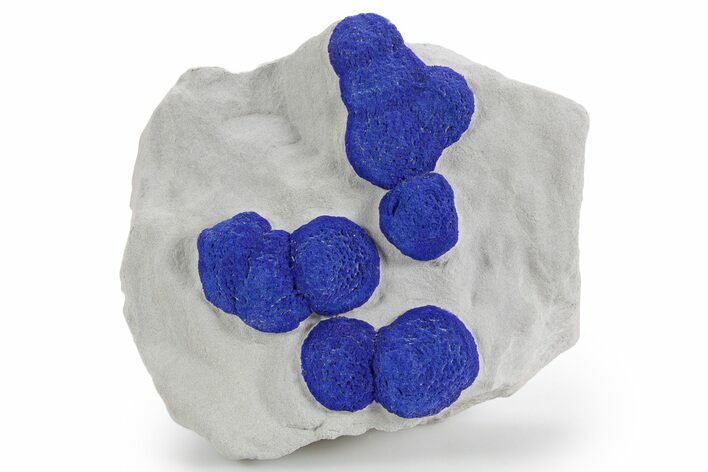 Vibrant Blue Azurite Suns on Siltstone - Australia #361230